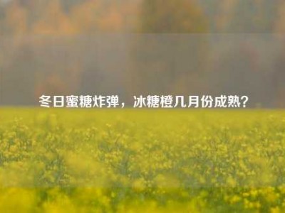 冬日蜜糖炸弹，冰糖橙几月份成熟？