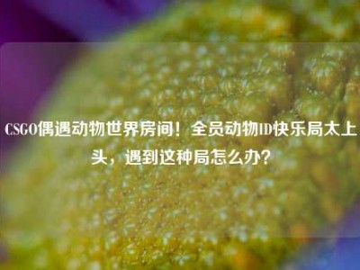CSGO偶遇动物世界房间！全员动物ID快乐局太上头，遇到这种局怎么办？