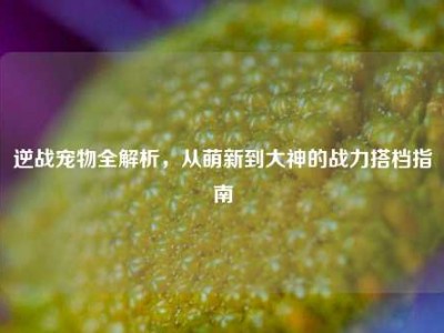 逆战宠物全解析，从萌新到大神的战力搭档指南