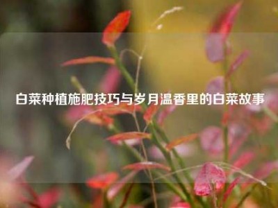 白菜种植施肥技巧与岁月温香里的白菜故事