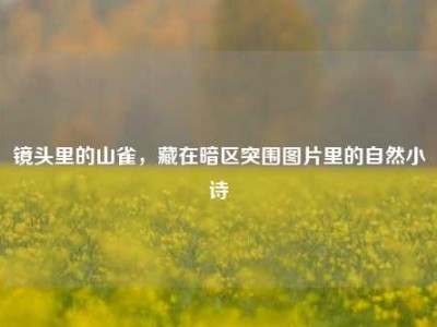 镜头里的山雀，藏在暗区突围图片里的自然小诗