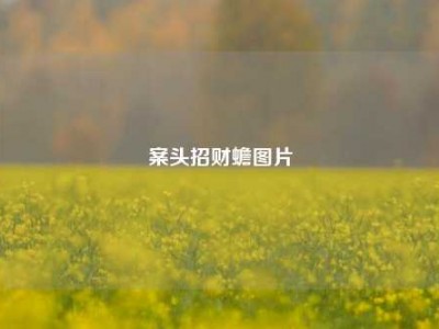 案头招财蟾图片