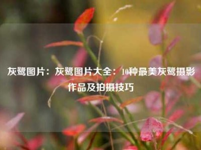 灰鹭图片：灰鹭图片大全：10种最美灰鹭摄影作品及拍摄技巧