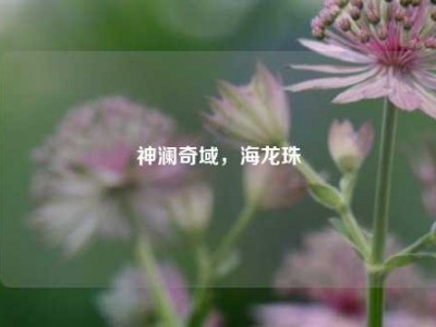 神澜奇域，海龙珠
