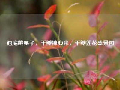 池底藏星子，千瓣捧心来，千瓣莲花盛景图