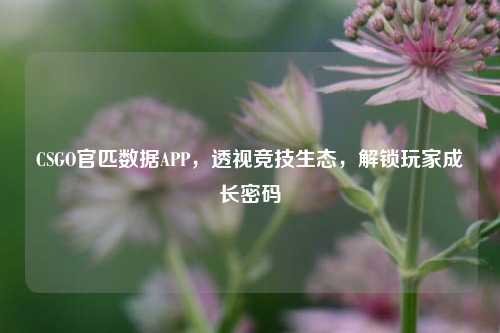 CSGO官匹数据APP,透视竞技生态,解锁玩家成长密码