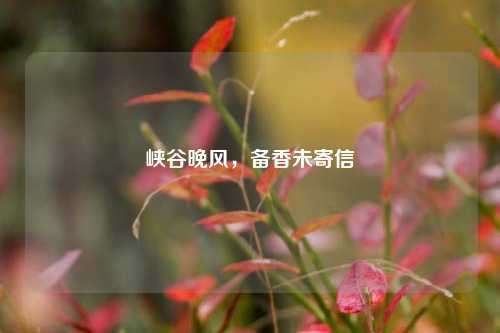 峡谷晚风，备香未寄信