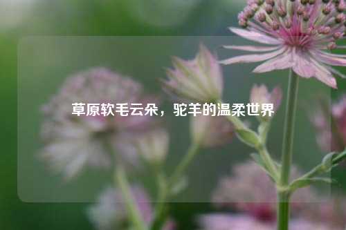 草原软毛云朵,驼羊的温柔世界